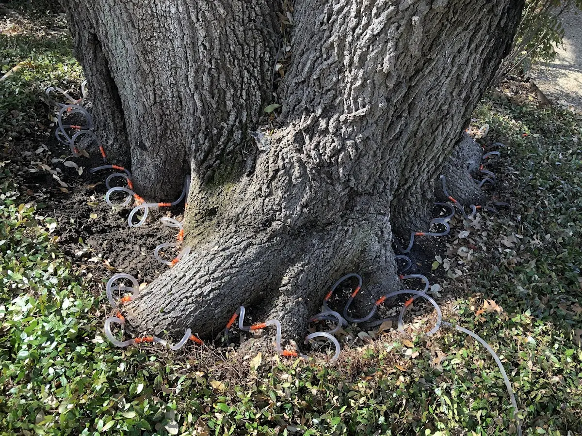 Detailed Shrub and Hedge Trimming job site in Cuero