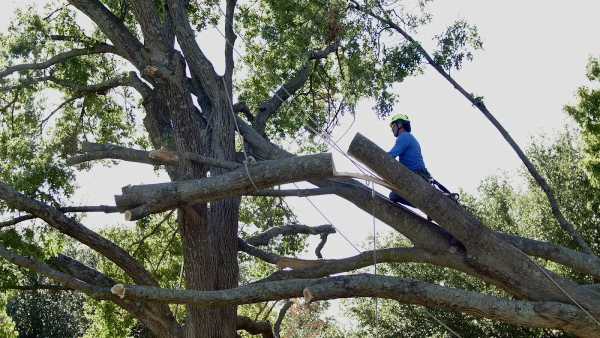 Professional Crown Thinning performed by certified arborists in Cuero