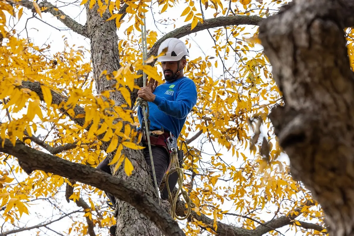 Skilled Tree Planing crew working in Cuero